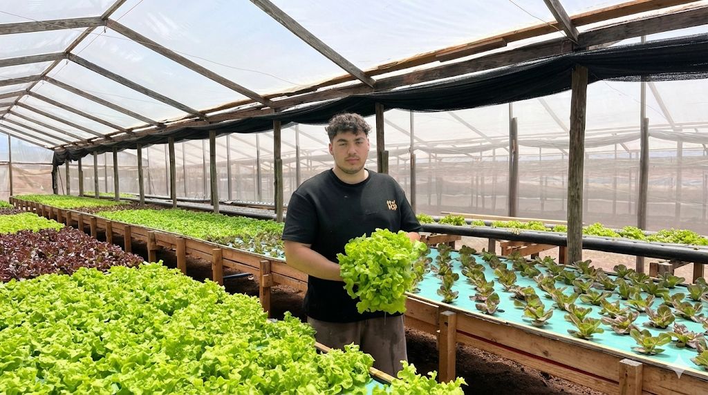 Joven rural de Coquimbo consolida sus producciones de lechuga hidropónica gracias al apoyo de INDAP: “Se está vendiendo todo”
