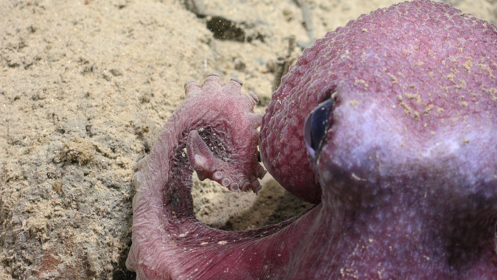 Especie descubierta en el Océano Pacífico es bautizada con nombre de académico de la UCN