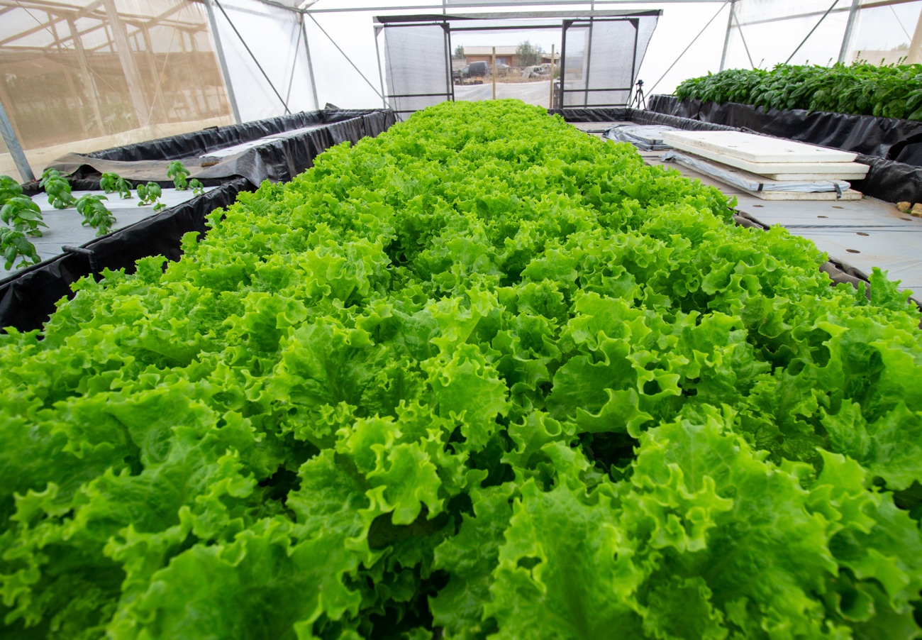 Región de Coquimbo consolida un modelo agrícola resiliente la hidroponía como respuesta a la escasez hídrica